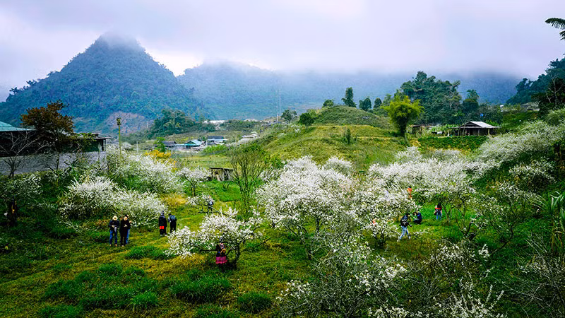 Thung lũng mận xã Mường Lống, huyện Kỳ Sơn (tỉnh Nghệ An).