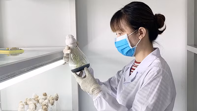 Nghiên cứu sự sinh trưởng của cây tại Viện Cây lương thực và cây thực phẩm.