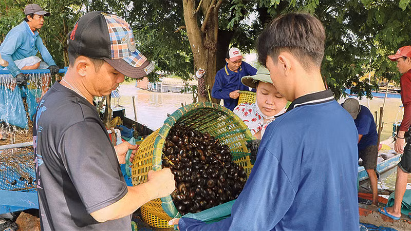 Thương lái thu mua ốc bươu vàng ngay tại ruộng ở huyện Châu Thành, tỉnh An Giang.