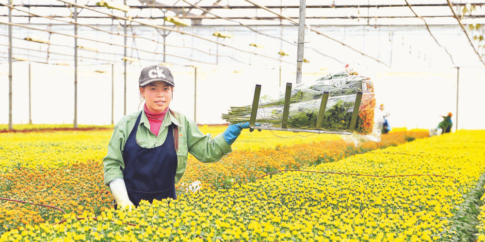Sản xuất nông nghiệp công nghệ cao tại Lâm Đồng. (Ảnh: MAI VĂN BẢO)
