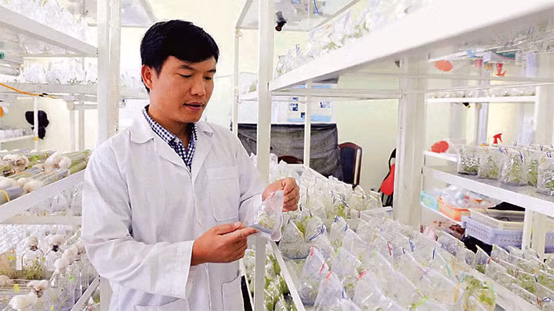 Phòng cấy mô sản xuất cây giống phục vụ phát triển nông nghiệp tại Lâm Đồng.