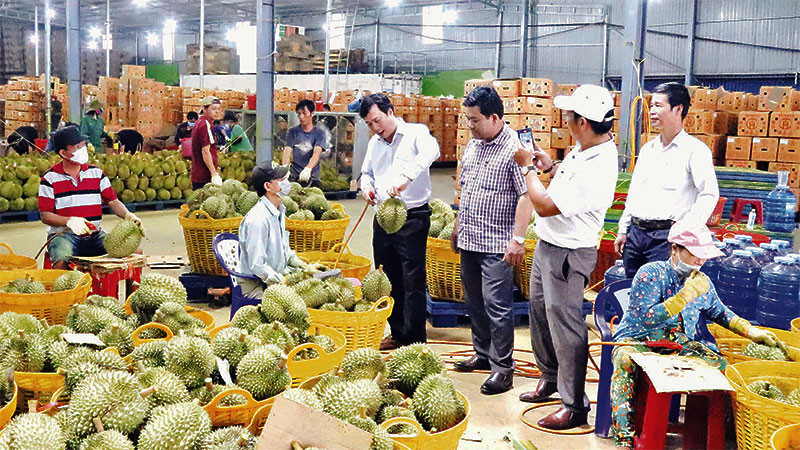 Lãnh đạo huyện Krông Pắc, tỉnh Đắk Lắk thăm và kiểm tra một doanh nghiệp thu mua sầu riêng xuất khẩu trên địa bàn.