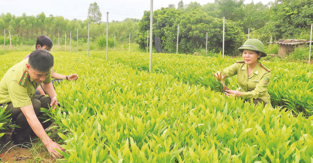 Cán bộ Chi cục Kiểm lâm tỉnh Lạng Sơn kiểm tra vườn ươm giống cây lâm nghiệp tại các hộ dân ở xã Sơn Hà, huyện Hữu Lũng. 