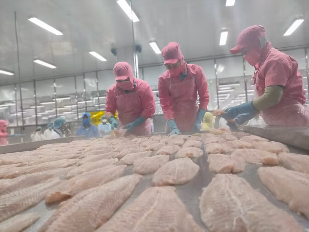 Công nhân chế biến cá tra tại nhà máy của Công ty TNHH Hùng Cá ở Đồng Tháp. (Ảnh: HỮU NGHĨA)