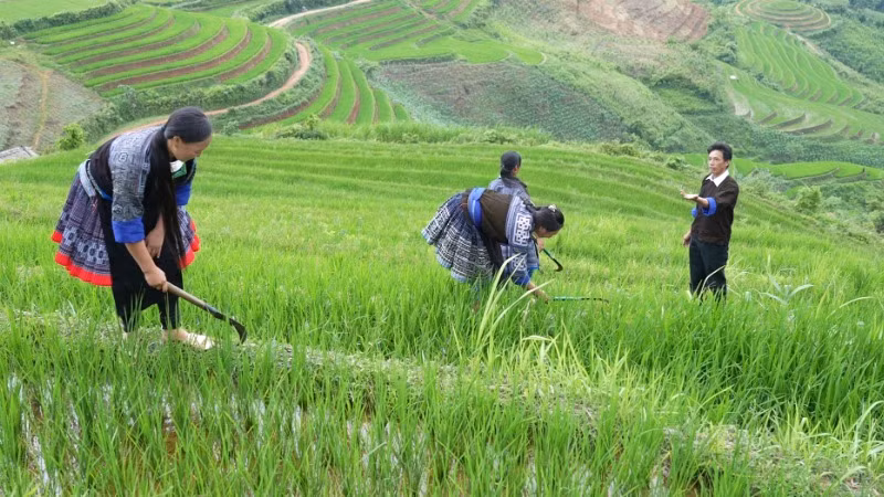 Bí thư Lù A Dờ hướng dẫn bà con trồng lúa nước trên ruộng bậc thang.