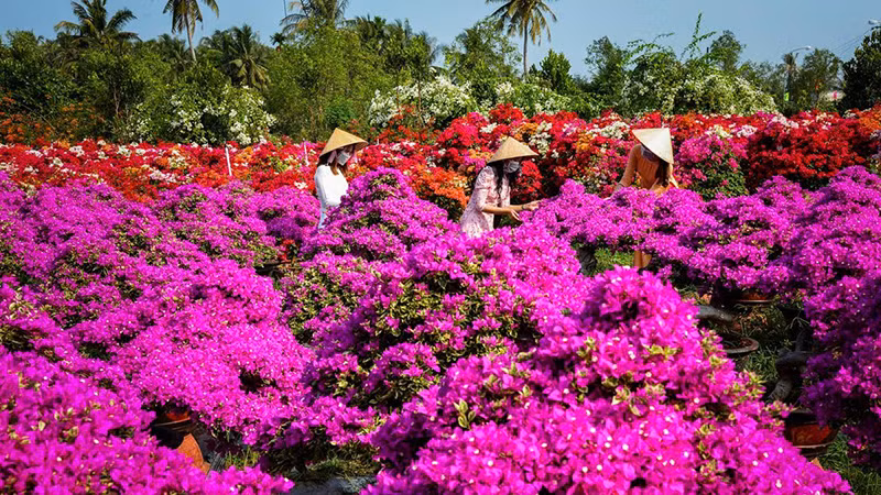 Lễ hội Hoa-Kiểng Chợ Lách năm 2025 sẽ giới thiệu với khách tham quan nhiều loại hoa, kiểng độc đáo. (Ảnh: Ban tổ chức cung cấp)