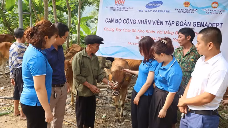 Các hộ gia đình đặc biệt khó khăn tại xã Mông Ân, huyện Bảo Lâm, tỉnh Cao Bằng nhận bò giống tái sản xuất sau thiên tai do Tập đoàn Gemadept trao tặng.