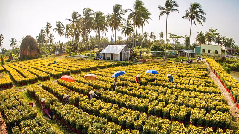 Lễ hội Hoa-Kiểng Chợ Lách hứa hẹn sẽ mang đến một “Sắc màu Chợ Lách” được phản ánh vừa sinh động, tươi mới. (Ảnh: Ban tổ chức cung cấp)