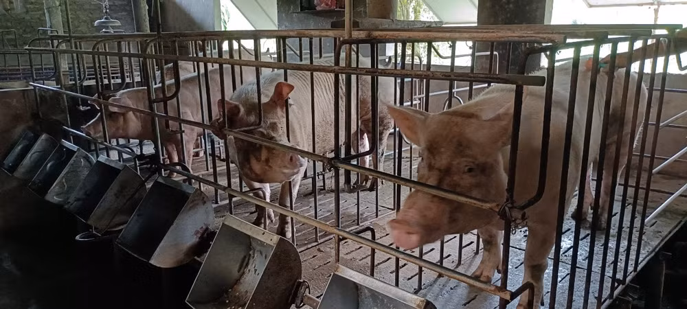 Trong thời điểm chi phí thức ăn tăng cao, các hộ dân có tổng đàn lợn nái hơn 200 con gặp muôn vàn khó khăn để duy trì sản xuất.