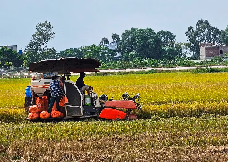 Cơ giới hóa khâu thu hoạch đã đạt 100% trên vùng sản xuất lúa năng suất, chất lượng, hiệu quả cao ở Thanh Hoá.