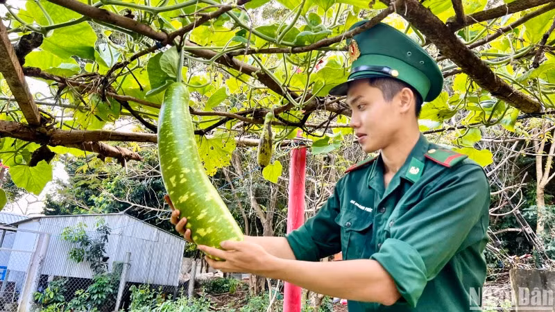 Thành quả của các chiến sĩ trên đảo Hòn Chuối sau những ngày kiên trì chăm bón cho giàn bí.