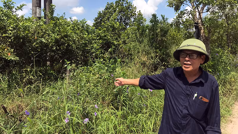 Khu vực đất nông nghiệp của công nhân Trạm thực nghiệm Văn Giang bàn giao cho dự án đường vành đai 4-Vùng Thủ đô Hà Nội.