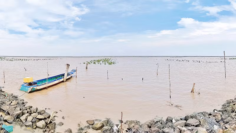 Đợt triều cường lên cao gây ảnh hưởng mô hình thí điểm trồng cây tái tạo rừng phòng hộ tại ấp Tiểu Dừa, xã Khánh Tiến, huyện U Minh.