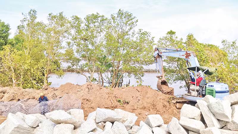 Thi công gia cố thân đê biển Tây tại ấp Tiểu Dừa, xã Khánh Tiến, huyện U Minh.