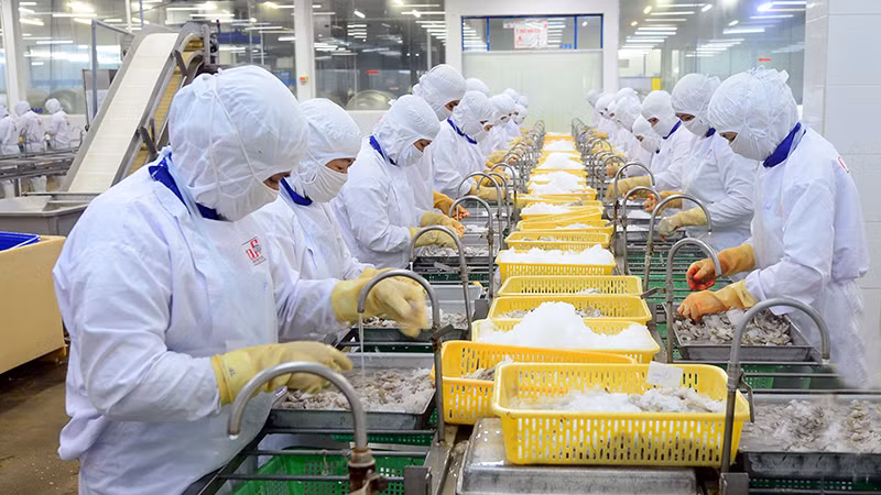 Chế biến thủy sản xuất khẩu ở Công ty cổ phần Thủy sản Cafatex (Hậu Giang). (Ảnh TRẦN QUỐC)