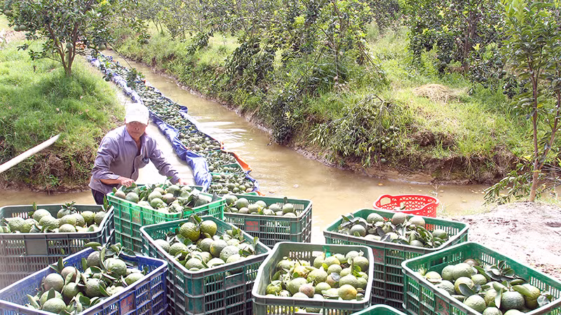 Vĩnh Long tăng diện tích được cấp mã số vùng trồng 