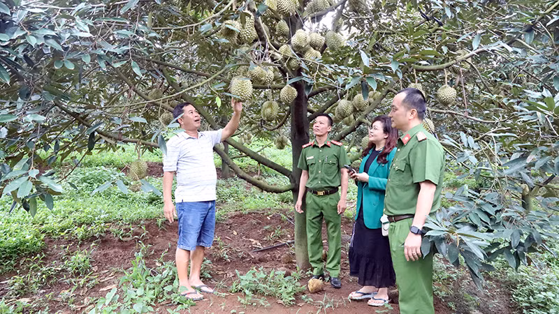 Công an huyện Krông Búk (tỉnh Đắk Lắk) xuống cơ sở, bảo đảm an ninh trật tự, giúp người dân yên tâm thu hoạch sầu riêng.