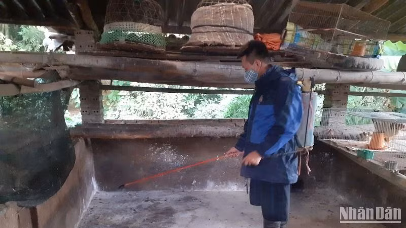 Hộ chăn nuôi ở thành phố Cao Bằng phun thuốc tiêu độc, khử trùng chuồng trại sau khi gia súc bị thiệt hại do dịch tả lợn châu Phi. 