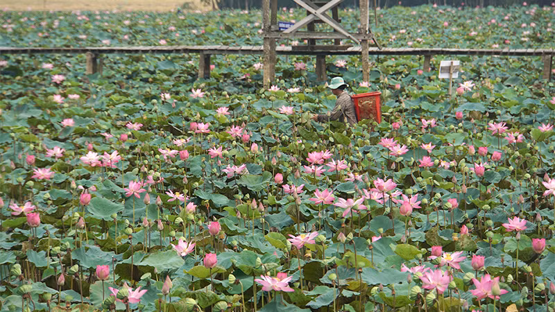 Nông dân Tháp Mười thu hoạch sen.
