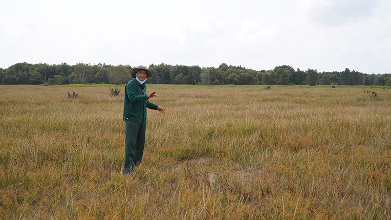 Anh Minh Chánh, nhân viên bảo vệ Vườn quốc gia Tràm Chim có mặt tại phân khu A4 vào tháng 2/2024, khu vực này trước đây sếu đầu đỏ thường tìm đến. Ảnh: HỮU NGHĨA