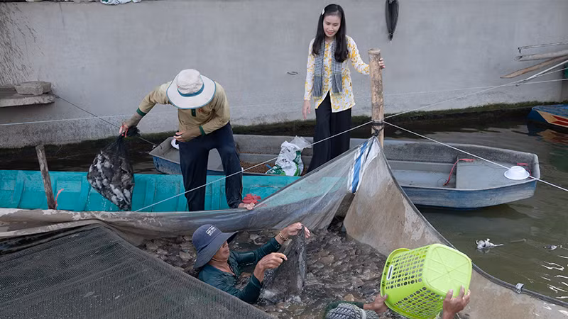 Thu hoạch ếch sử dụng quy trình nuôi không kháng sinh tại xã Láng Biển, huyện Tháp Mười, tỉnh Đồng Tháp. (Ảnh: HỮU NGHĨA)