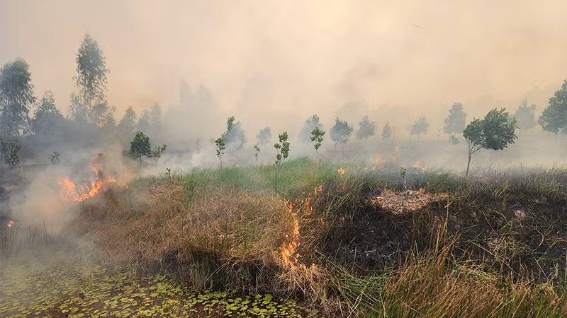 Nhiều diện tích đồng cỏ và cây ăn trái bị cháy. Nhiều diện tích đồng cỏ và cây ăn trái bị cháy.