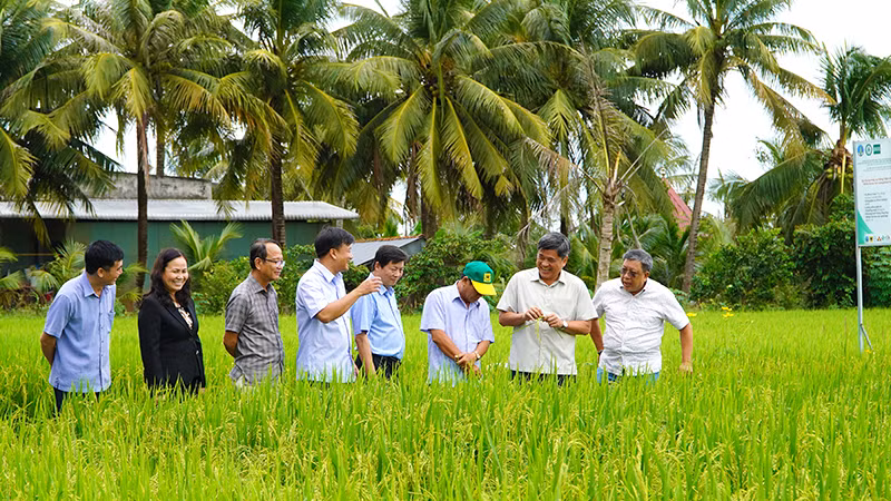 Thứ trưởng Nông nghiệp và Phát triển nông thôn Trần Thanh Nam khảo sát thực địa mô hình sản xuất lúa tại Hợp tác xã Thắng Lợi. (Ảnh: HỮU NGHĨA)