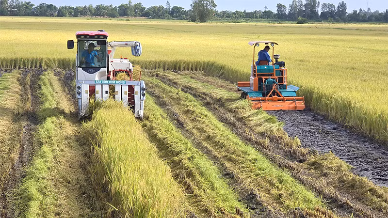 Thu hoạch lúa tại xã Láng Biển, huyện Tháp Mười.