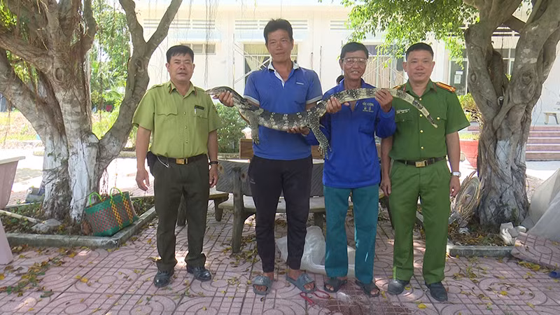 Hạt kiểm lâm liên huyện Tam Nông-Tân Hồng (bìa trái) tiếp nhận cá thể kỳ đà hoa. (Ảnh: THÙY DUNG)