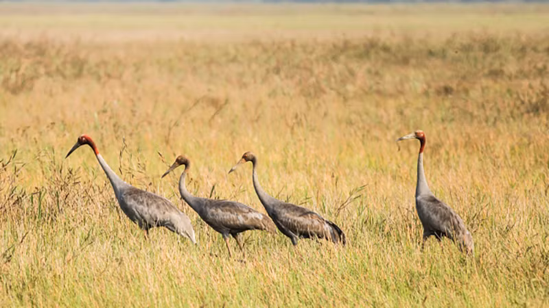Sếu đầu đỏ về Vườn quốc gia Tràm Chim năm 2019. Ảnh: Nguyễn Văn Hùng Sếu đầu đỏ về Vườn quốc gia Tràm Chim năm 2019. Ảnh: Nguyễn Văn Hùng