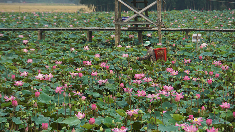 Nông dân huyện Tháp Mười thu hoạch sen.