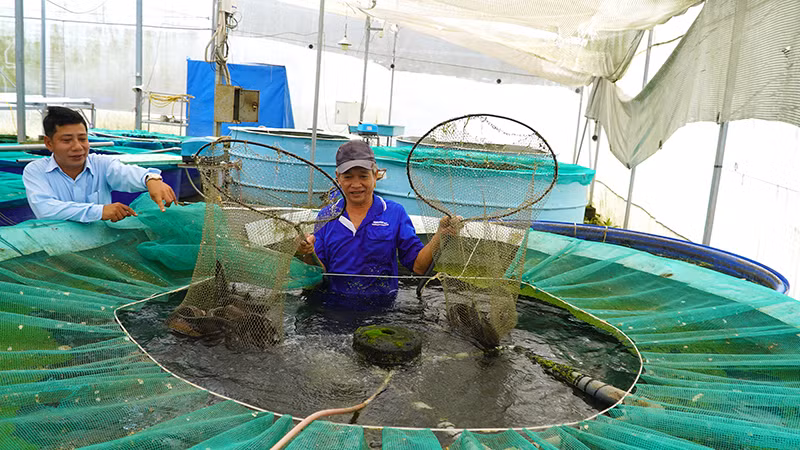Mô hình trồng rau thủy canh kết hợp nuôi cá hữu cơ tại Công ty TNHH Nông sản Đồng Tháp AQUA. (Ảnh: HỮU NGHĨA)