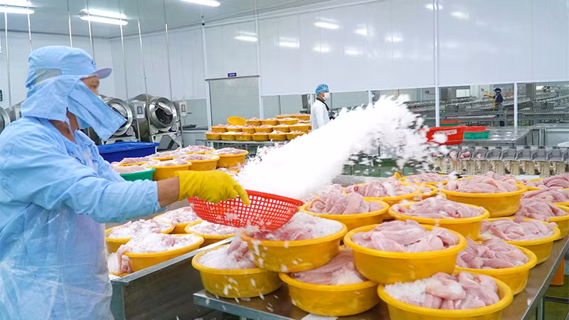 Chế biến cá tra xuất khẩu tại một doanh nghiệp tọa lạc thành phố Sa Đéc, tỉnh Đồng Tháp (Ảnh: HỮU NGHĨA)