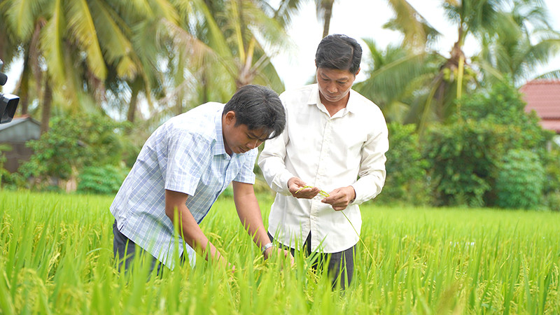 Nông dân xã Láng Biển, huyện Tháp Mười tham gia mô hình thí điểm “Canh tác lúa chất lượng cao và phát thải thấp gắn với tăng trưởng xanh”. Ảnh: HỮU NGHĨA