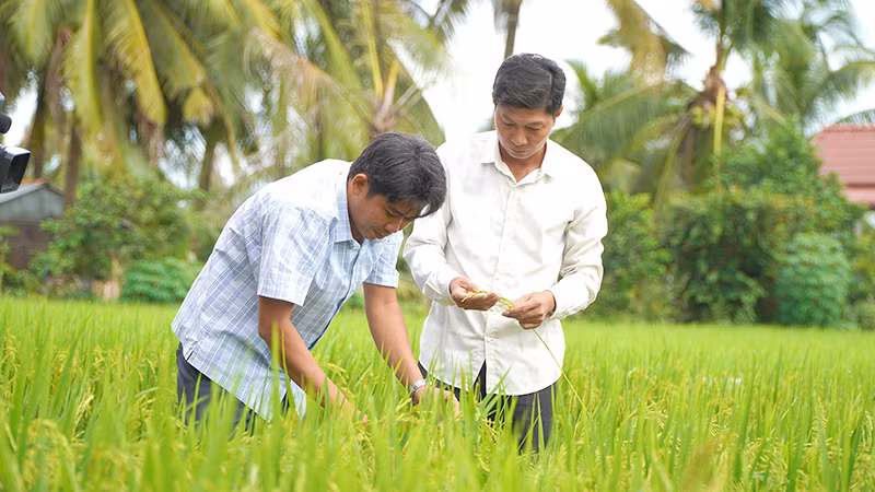Nông dân xã Láng Biển, huyện Tháp Mười tham gia mô hình thí điểm “Canh tác lúa chất lượng cao và phát thải thấp gắn với tăng trưởng xanh”. Ảnh: HỮU NGHĨA