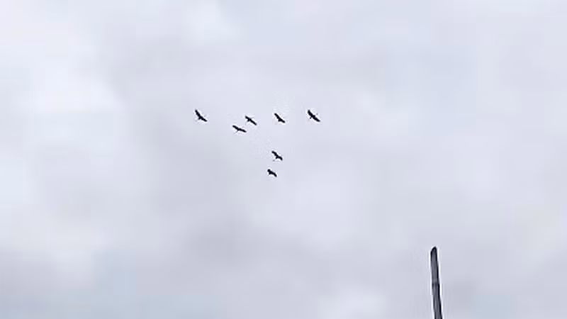 Bảy cá thể sếu đầu đỏ (ảnh cắt từ clip) do nhân viên bảo vệ Trạm Phú Hiệp ghi lại.