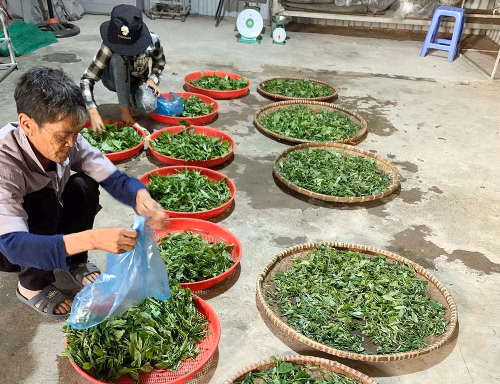Chế biến chè tại Hợp tác xã Biên Cương.