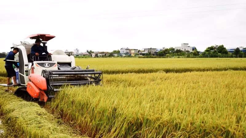 Đất đai ở tỉnh Nam Định có độ phì nhiêu cao, thuận lợi cho việc phát triển nông nghiệp, cần được quản lý chặt chẽ, hiệu quả, khai thác tối ưu tiềm năng. (Ảnh: XUÂN TRƯỜNG)