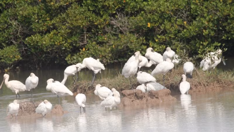 Chim di cư tại Vườn Quốc gia Xuân Thủy. (Ảnh: VĂN HUỲNH)