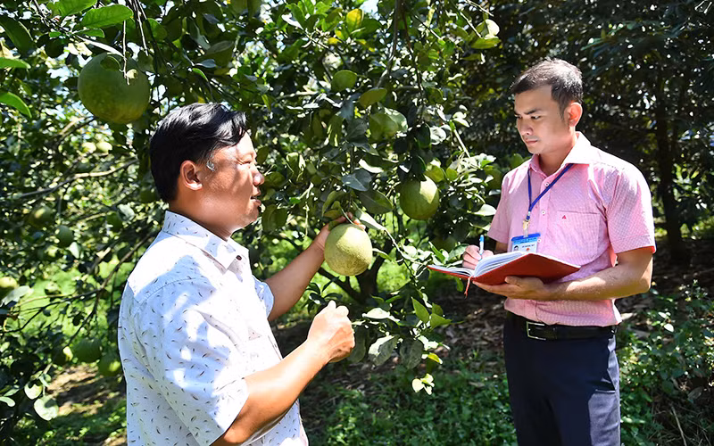 Cán bộ công chức huyện Bắc Tân Uyên (tỉnh Bình Dương) trao đổi kỹ thuật chăm cây ăn trái với người dân. (Ảnh MỸ HÀ)