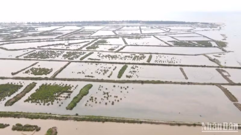 Các ô đầm ven biển khu vực cồn Vành, xã Nam Phú, huyện Tiền Hải, tỉnh Thái Bình.