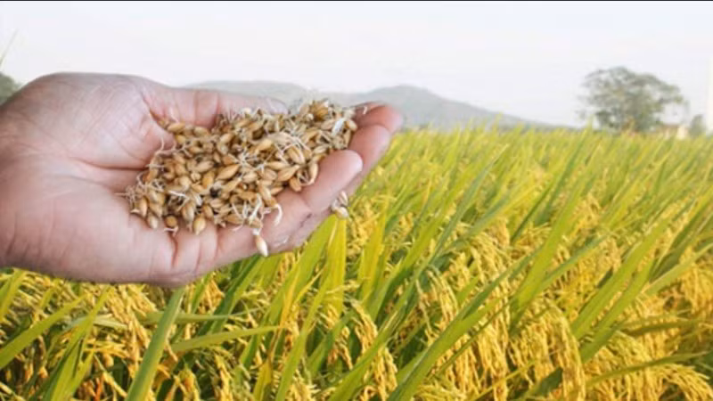 Ảnh minh họa. (Nguồn: Bộ Nông nghiệp và phát triển nông thôn)