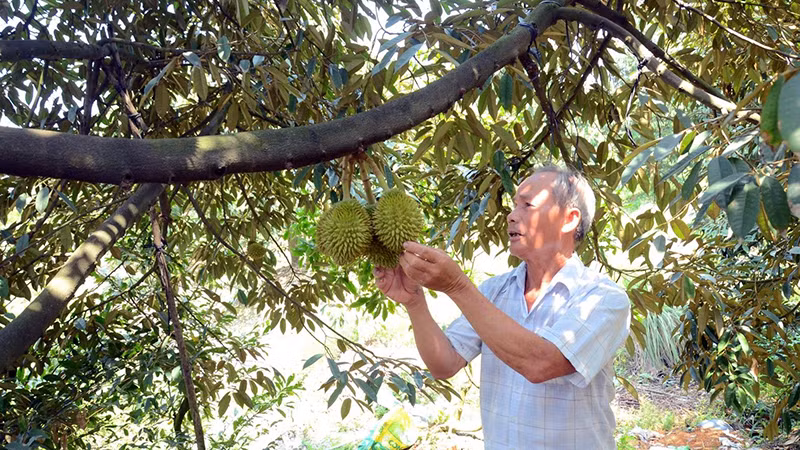 Nông dân huyện Cái Bè (Tiền Giang) kiểm tra vườn sầu riêng. (Ảnh NGUYỄN SỰ)