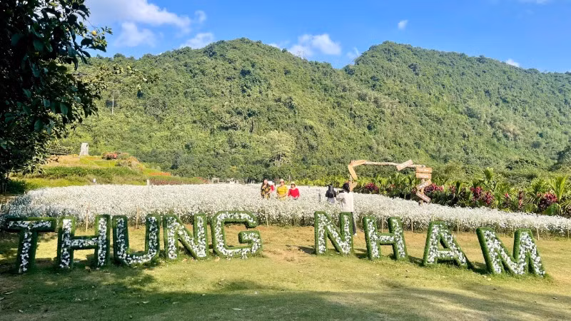 Cúc họa mi là điểm nhấn trong hành trình khám phá và trải nghiệm của du khách khi đến với Ninh Bình.