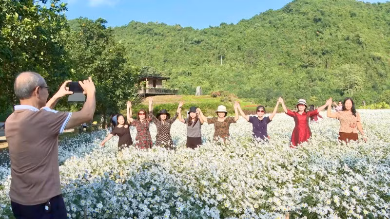 Điều làm nhiều người càng trở nên say đắm và mong chờ là do cúc họa mi chỉ nở một mùa duy nhất trong năm và cũng kéo dài chỉ khoảng 2-3 tuần.