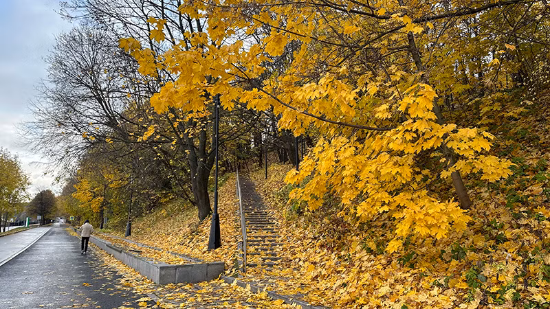 Những cây phong non với những chiếc lá vàng óng ả như mật luôn được các bạn trẻ yêu quý, kết thành những nắm lá tượng trưng cho mùa thu. Những cây phong non với những chiếc lá vàng óng ả như mật luôn được các bạn trẻ yêu quý, kết thành những nắm lá tượng trưng cho mùa thu.