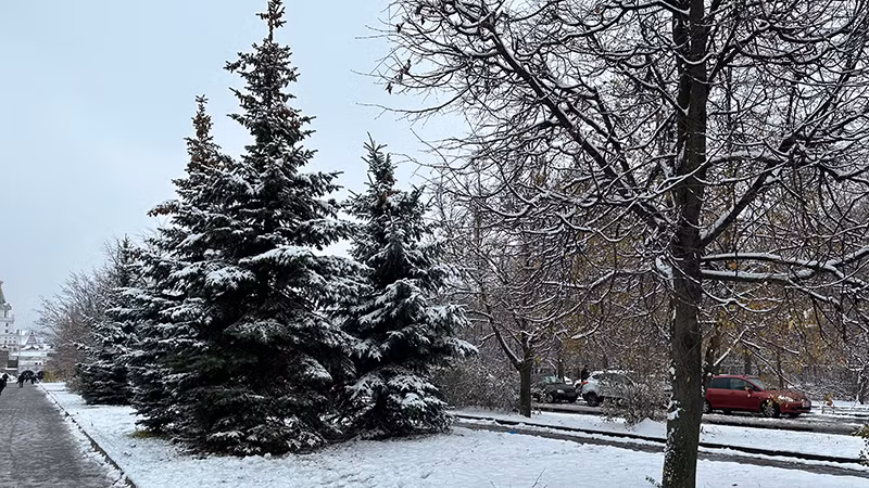 Cây thông là loại cây bền bỉ sức sống nhất trong mùa băng giá.
