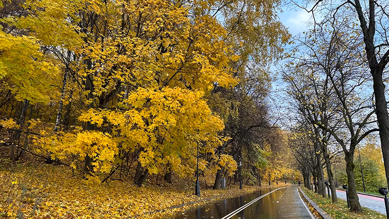 Mùa thu vàng ở Moskva. (Ảnh: THÙY VÂN)