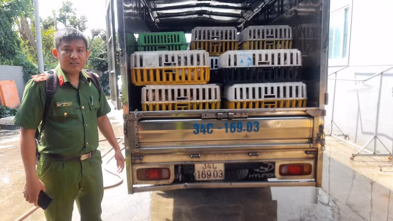 Phương tiện xe tải chứa 480 con mèo còn sống.