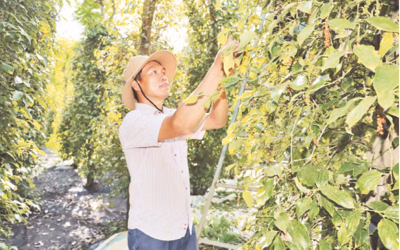 Ông Lê Quang Cường ở ấp Phước Tiến, xã Hưng Phước, huyện Bù Đốp phấn khởi vì vụ tiêu năm nay được mùa, được giá.